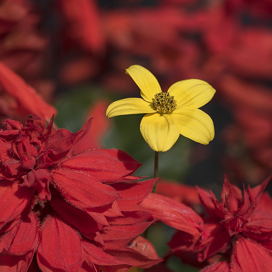 4711 Blume 20150802_0145 als Smartobjekt-1 Kopie.jpg